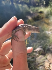 Sceloporus clarkii
