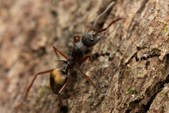 Dolichoderus extensispinus