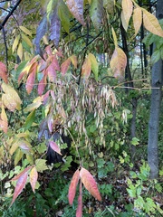 Fraxinus americana