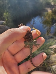 Sceloporus clarkii