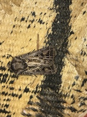 Agrotis