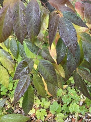 Fraxinus americana