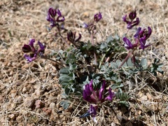 Astragalus cimae cimae