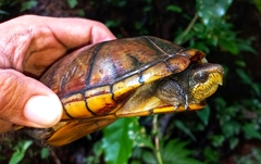 Kinosternon leucostomum