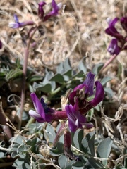 Astragalus cimae cimae