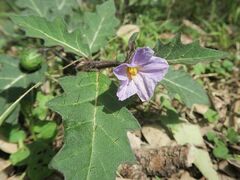 Solanum pungetium