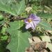 Eastern Nightshade - Photo (c) jackiemiles, some rights reserved (CC BY-NC), uploaded by jackiemiles