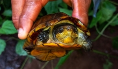 Kinosternon leucostomum