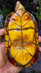 Kinosternon leucostomum