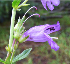 Penstemon deaveri
