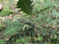Solanum pungetium