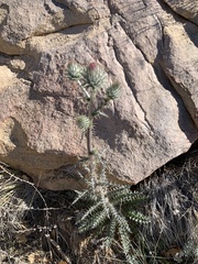 Cirsium mohavense
