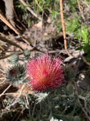Cirsium mohavense