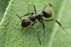 Prolasius
