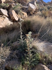 Cirsium mohavense