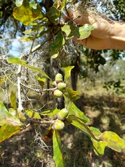 Quercus margaretiae