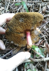 Xerocomellus ripariellus