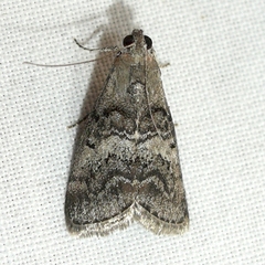 Pococera asperatella