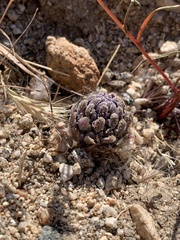 Pholisma arenarium