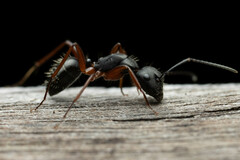 Camponotus hartogi