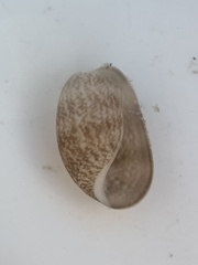 Bulla occidentalis