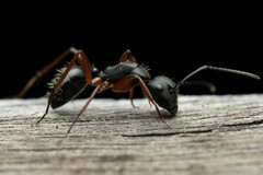Camponotus hartogi