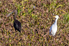 Plegadis falcinellus