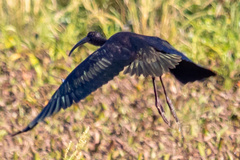 Plegadis falcinellus