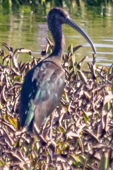 Plegadis falcinellus