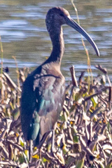 Plegadis falcinellus