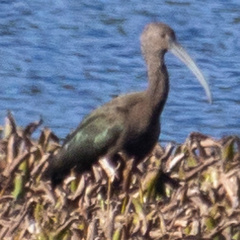 Plegadis falcinellus