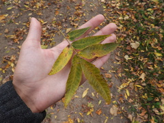 Carya illinoinensis