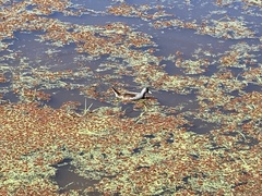 Porphyriops melanops