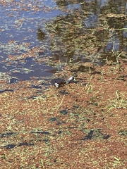 Porphyriops melanops