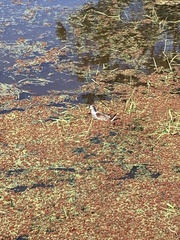 Porphyriops melanops