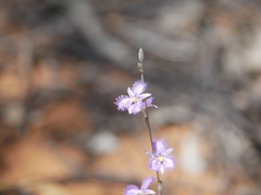 Thysanotus baueri