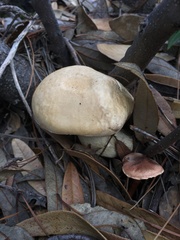 Boletus