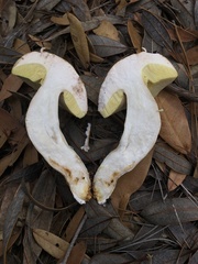 Boletus