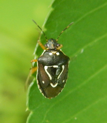 Mormidea pama
