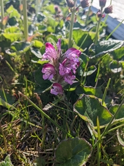 Pedicularis lanata