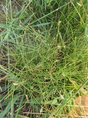 Fimbristylis