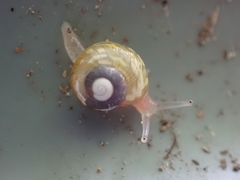 Dendrolamellaria mathewsi