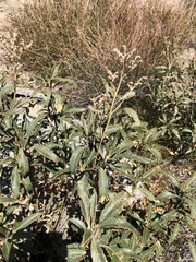 Eriodictyon trichocalyx lanatum