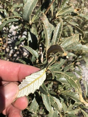 Eriodictyon trichocalyx lanatum