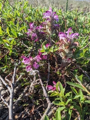 Pedicularis lanata