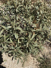 Eriodictyon trichocalyx lanatum