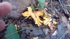 Craterellus odoratus