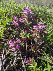 Pedicularis lanata