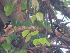 Eurylaimus ochromalus