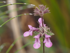 Stachys bullata